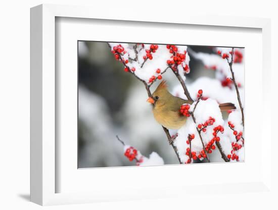 Northern Cardinal in Common Winterberry, Marion, Illinois, Usa-Richard ans Susan Day-Framed Photographic Print