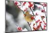 Northern Cardinal in Common Winterberry, Marion, Illinois, Usa-Richard ans Susan Day-Mounted Photographic Print