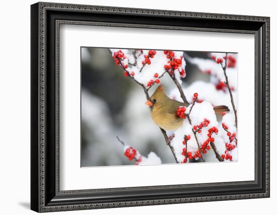 Northern Cardinal in Common Winterberry, Marion, Illinois, Usa-Richard ans Susan Day-Framed Photographic Print