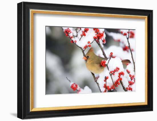 Northern Cardinal in Common Winterberry, Marion, Illinois, Usa-Richard ans Susan Day-Framed Photographic Print