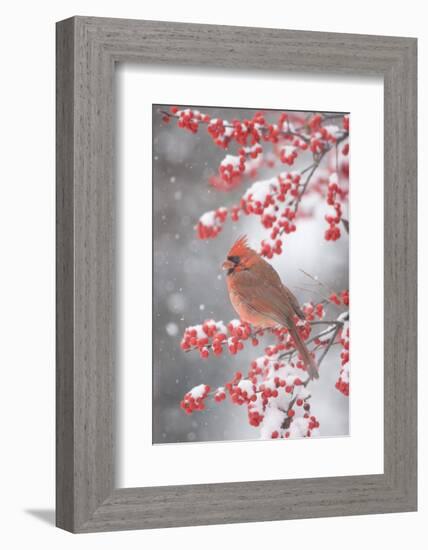 Northern Cardinal in Common Winterberry, Marion, Illinois, Usa-Richard ans Susan Day-Framed Photographic Print