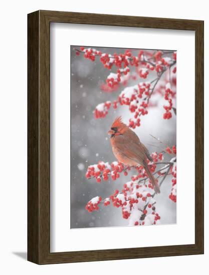 Northern Cardinal in Common Winterberry, Marion, Illinois, Usa-Richard ans Susan Day-Framed Photographic Print