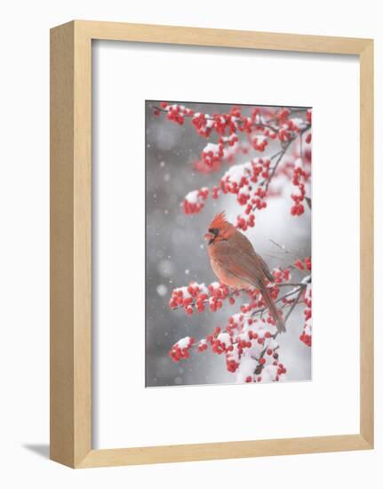 Northern Cardinal in Common Winterberry, Marion, Illinois, Usa-Richard ans Susan Day-Framed Photographic Print