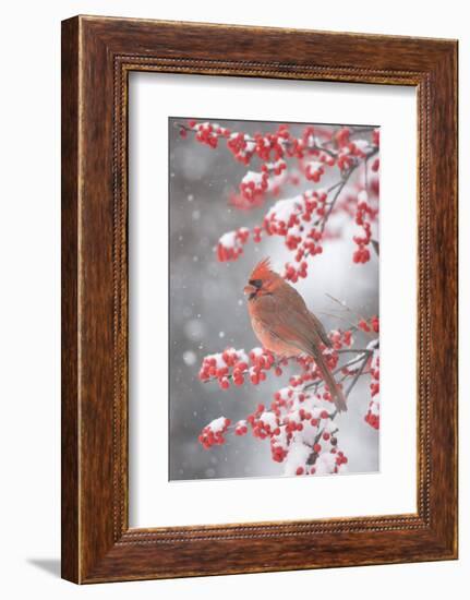 Northern Cardinal in Common Winterberry, Marion, Illinois, Usa-Richard ans Susan Day-Framed Photographic Print