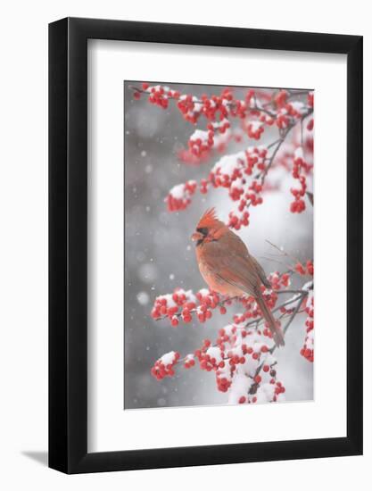 Northern Cardinal in Common Winterberry, Marion, Illinois, Usa-Richard ans Susan Day-Framed Photographic Print