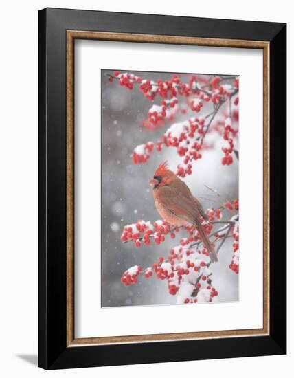 Northern Cardinal in Common Winterberry, Marion, Illinois, Usa-Richard ans Susan Day-Framed Photographic Print