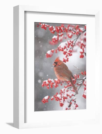 Northern Cardinal in Common Winterberry, Marion, Illinois, Usa-Richard ans Susan Day-Framed Photographic Print
