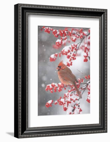 Northern Cardinal in Common Winterberry, Marion, Illinois, Usa-Richard ans Susan Day-Framed Photographic Print