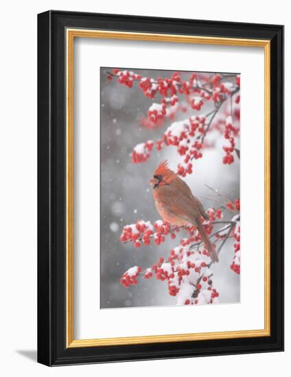 Northern Cardinal in Common Winterberry, Marion, Illinois, Usa-Richard ans Susan Day-Framed Photographic Print