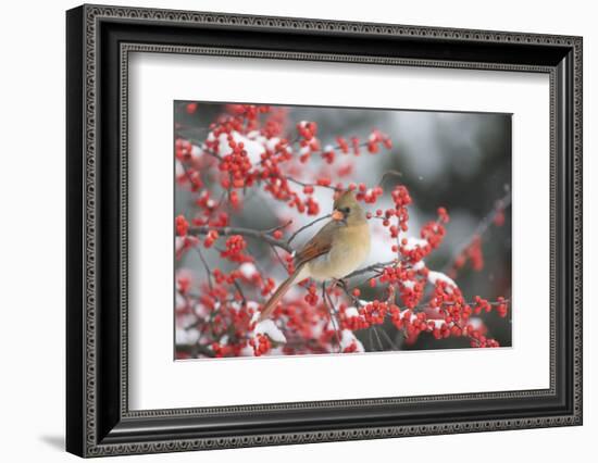 Northern Cardinal in Common Winterberry, Marion, Illinois, Usa-Richard ans Susan Day-Framed Photographic Print