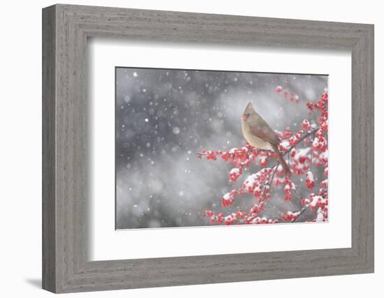 Northern Cardinal in Common Winterberry, Marion, Illinois, Usa-Richard ans Susan Day-Framed Photographic Print