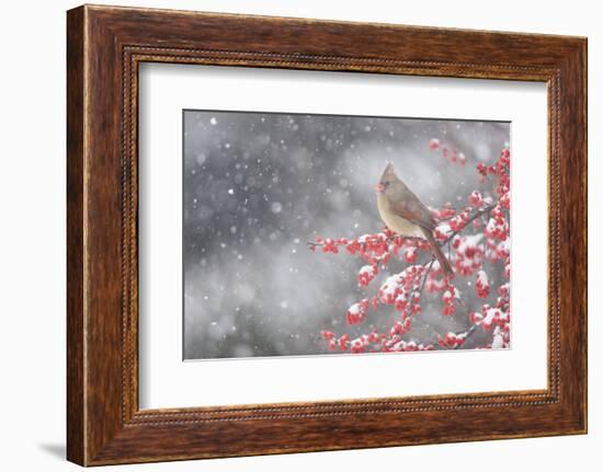 Northern Cardinal in Common Winterberry, Marion, Illinois, Usa-Richard ans Susan Day-Framed Photographic Print