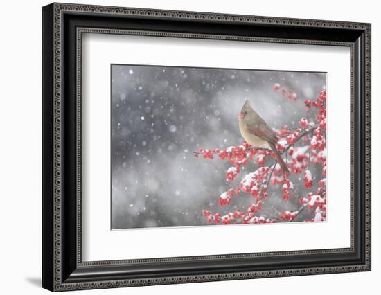 Northern Cardinal in Common Winterberry, Marion, Illinois, Usa-Richard ans Susan Day-Framed Photographic Print