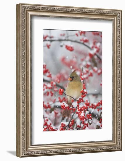 Northern Cardinal in Common Winterberry, Marion, Illinois, Usa-Richard ans Susan Day-Framed Photographic Print