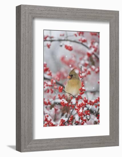 Northern Cardinal in Common Winterberry, Marion, Illinois, Usa-Richard ans Susan Day-Framed Photographic Print