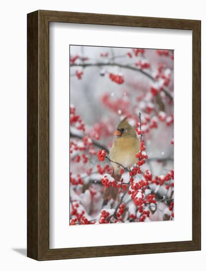 Northern Cardinal in Common Winterberry, Marion, Illinois, Usa-Richard ans Susan Day-Framed Photographic Print