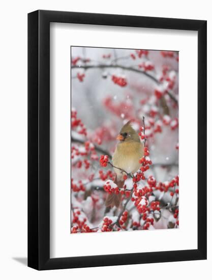 Northern Cardinal in Common Winterberry, Marion, Illinois, Usa-Richard ans Susan Day-Framed Photographic Print