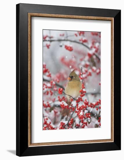 Northern Cardinal in Common Winterberry, Marion, Illinois, Usa-Richard ans Susan Day-Framed Photographic Print