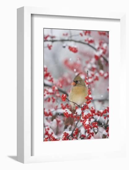 Northern Cardinal in Common Winterberry, Marion, Illinois, Usa-Richard ans Susan Day-Framed Photographic Print