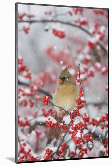Northern Cardinal in Common Winterberry, Marion, Illinois, Usa-Richard ans Susan Day-Mounted Photographic Print