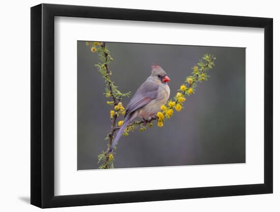 Northern cardinal in habitat.-Larry Ditto-Framed Photographic Print