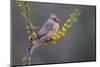 Northern cardinal in habitat.-Larry Ditto-Mounted Photographic Print