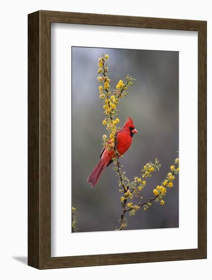 Northern cardinal in habitat.-Larry Ditto-Framed Photographic Print