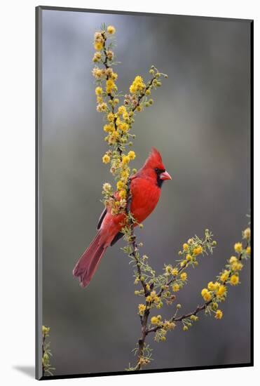 Northern cardinal in habitat.-Larry Ditto-Mounted Photographic Print