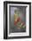 Northern cardinal in habitat.-Larry Ditto-Framed Photographic Print