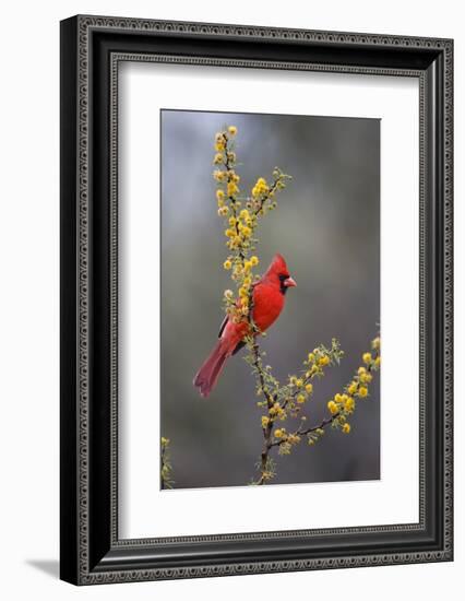 Northern cardinal in habitat.-Larry Ditto-Framed Photographic Print