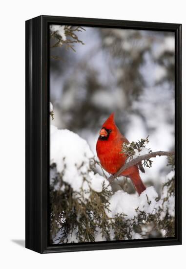 Northern Cardinal in Juniper Tree in Winter, Marion, Illinois, Usa-Richard ans Susan Day-Framed Premier Image Canvas