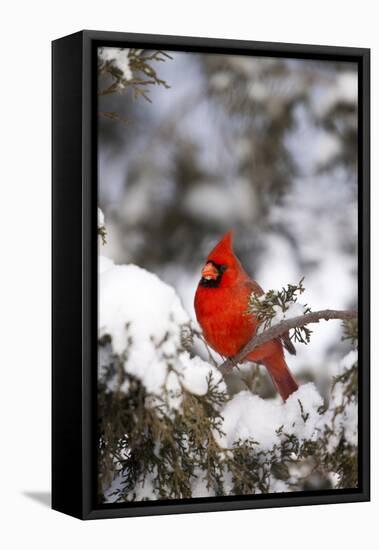 Northern Cardinal in Juniper Tree in Winter, Marion, Illinois, Usa-Richard ans Susan Day-Framed Premier Image Canvas