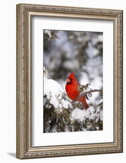 Northern Cardinal in Juniper Tree in Winter, Marion, Illinois, Usa-Richard ans Susan Day-Framed Photographic Print