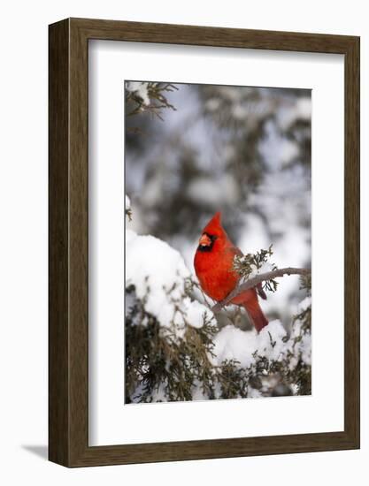 Northern Cardinal in Juniper Tree in Winter, Marion, Illinois, Usa-Richard ans Susan Day-Framed Photographic Print