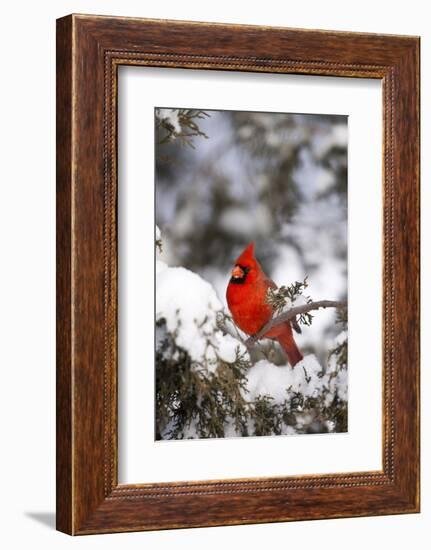 Northern Cardinal in Juniper Tree in Winter, Marion, Illinois, Usa-Richard ans Susan Day-Framed Photographic Print