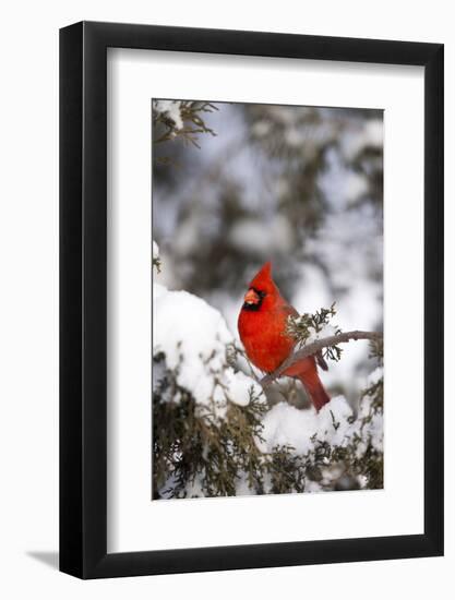 Northern Cardinal in Juniper Tree in Winter, Marion, Illinois, Usa-Richard ans Susan Day-Framed Photographic Print