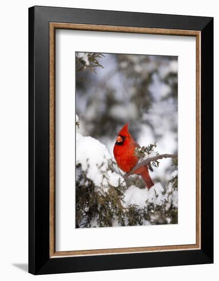 Northern Cardinal in Juniper Tree in Winter, Marion, Illinois, Usa-Richard ans Susan Day-Framed Photographic Print