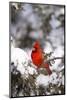 Northern Cardinal in Juniper Tree in Winter, Marion, Illinois, Usa-Richard ans Susan Day-Mounted Photographic Print