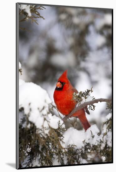 Northern Cardinal in Juniper Tree in Winter, Marion, Illinois, Usa-Richard ans Susan Day-Mounted Photographic Print