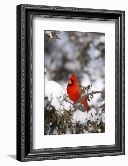 Northern Cardinal in Juniper Tree in Winter, Marion, Illinois, Usa-Richard ans Susan Day-Framed Photographic Print