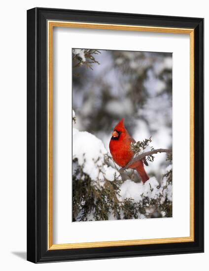 Northern Cardinal in Juniper Tree in Winter, Marion, Illinois, Usa-Richard ans Susan Day-Framed Photographic Print