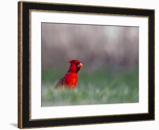 Northern Cardinal in Loup County, Nebraska, USA-Chuck Haney-Framed Photographic Print