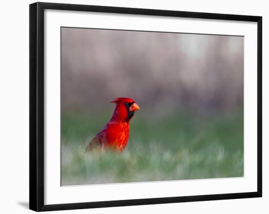 Northern Cardinal in Loup County, Nebraska, USA-Chuck Haney-Framed Photographic Print