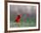 Northern Cardinal in Loup County, Nebraska, USA-Chuck Haney-Framed Photographic Print