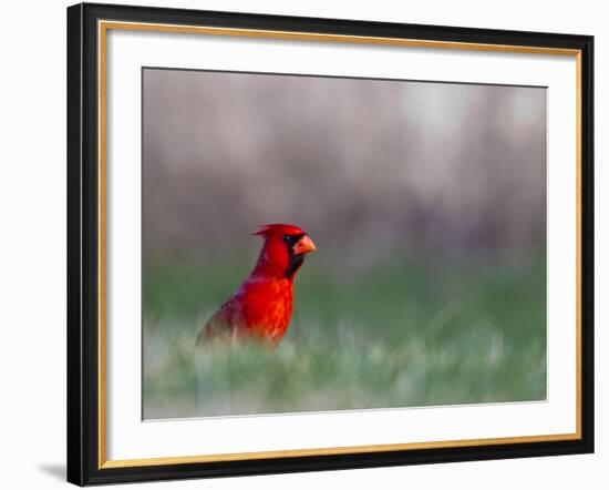 Northern Cardinal in Loup County, Nebraska, USA-Chuck Haney-Framed Photographic Print