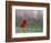 Northern Cardinal in Loup County, Nebraska, USA-Chuck Haney-Framed Photographic Print