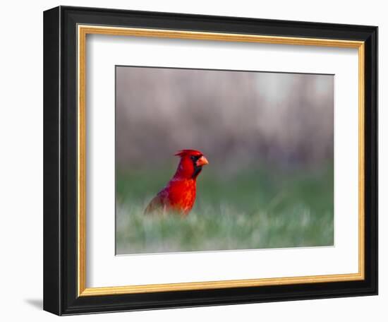 Northern Cardinal in Loup County, Nebraska, USA-Chuck Haney-Framed Photographic Print