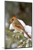 Northern Cardinal in Spruce Tree in Winter, Marion, Illinois, Usa-Richard ans Susan Day-Mounted Photographic Print