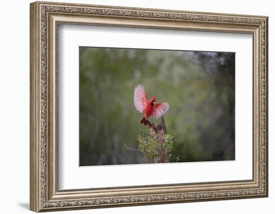 Northern cardinal landing.-Larry Ditto-Framed Photographic Print