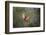 Northern cardinal landing.-Larry Ditto-Framed Photographic Print